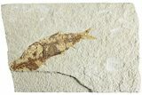 Fossil Fish (Knightia) - Green River Formation #224493-1